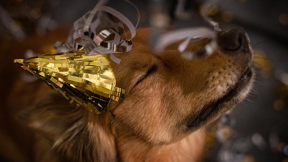 Hund genießt Silvesterparty mit Partyhut und Luftschlangen.