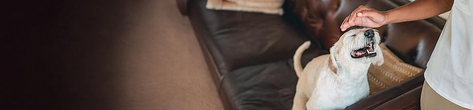 FirstVet Onlinetierarzt FirstVet Onlinetierarzt