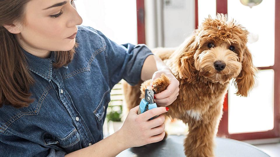 Ein Hund bekommt von einer Frau seine Krallen geschnitten. 