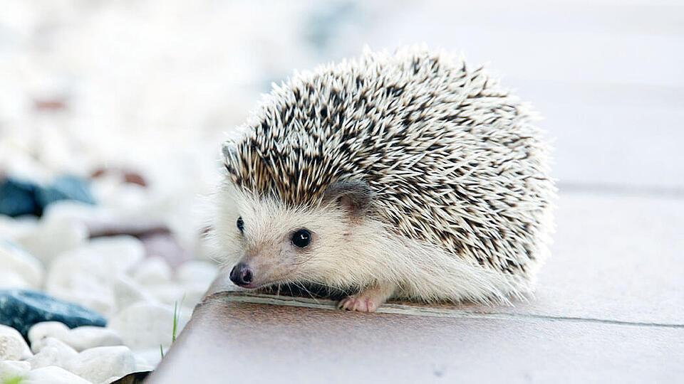 Tiere