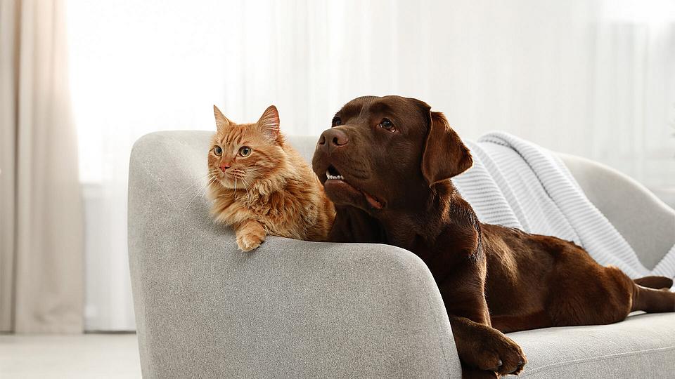 Ein schokoladenfarbene Labrador Retriever und die rothaarige Katze räkeln sich zusammen auf einem bequemen Sofa.