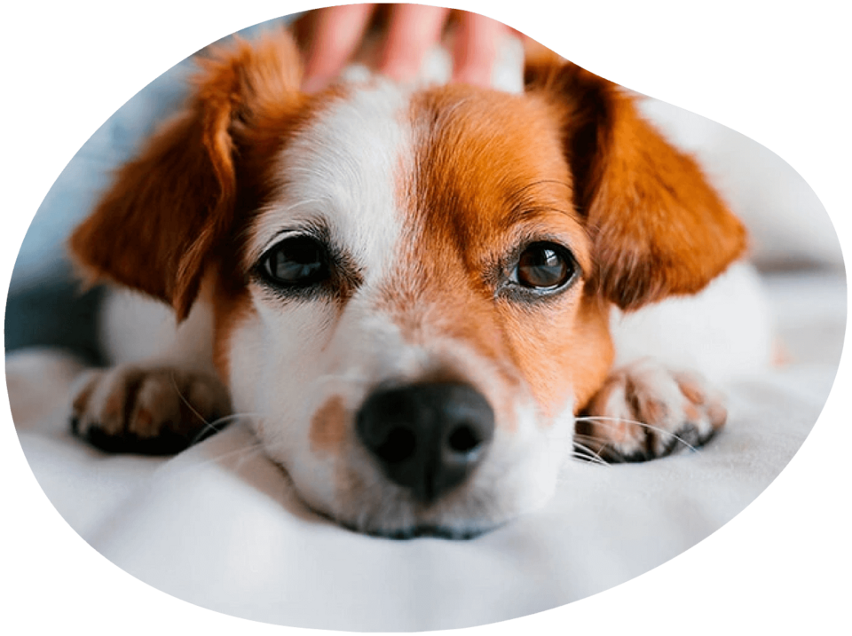 Kleiner Hund liegt auf einer Decke und wird gekrault. Kleiner Hund liegt auf einer Decke und wird gekrault.