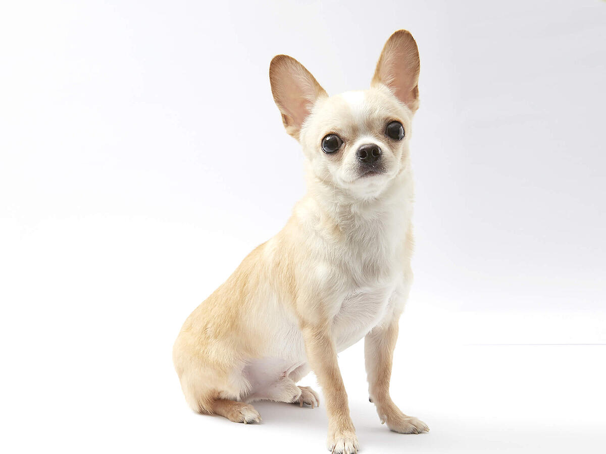 Chihuahua Rassemerkmale, Erziehung, Pflege & Ernährung