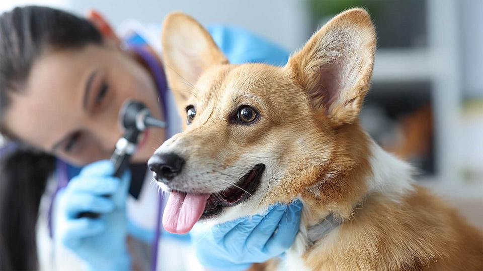 Ein Hund ist beim Tierarzt und bekommt seine Ohren untersucht. 