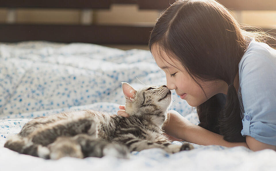 Katzen OP Versicherung Katzen OP Versicherung