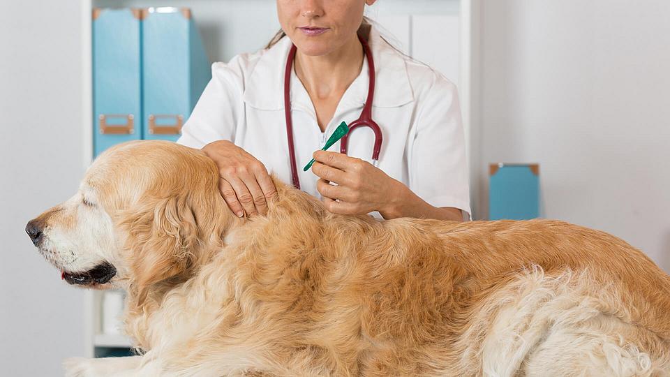 Veterinärmedizin mit einer Pipette und einem Golden Retriever. 