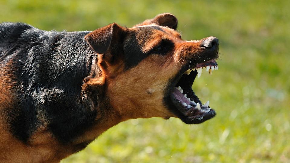 Wütenden Hund, der seine Zähne fletscht. 