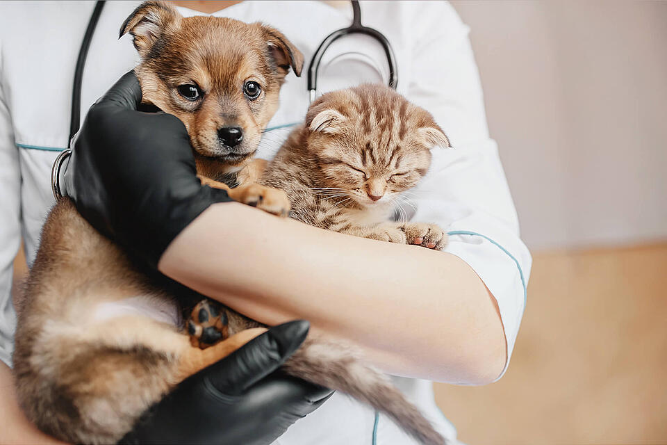 Hund und Katze beim Tierarzt