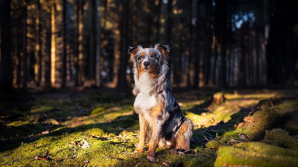 Glücklicher Australian Shepherd sitzt im Wald. Glücklicher Australian Shepherd sitzt im Wald.