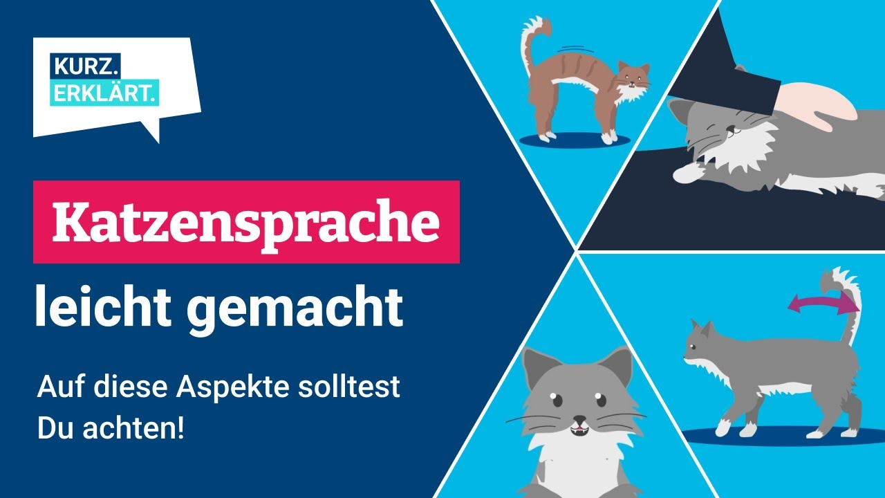 So kannst Du Katzensprache und Katzenverhalten endlich verstehen!