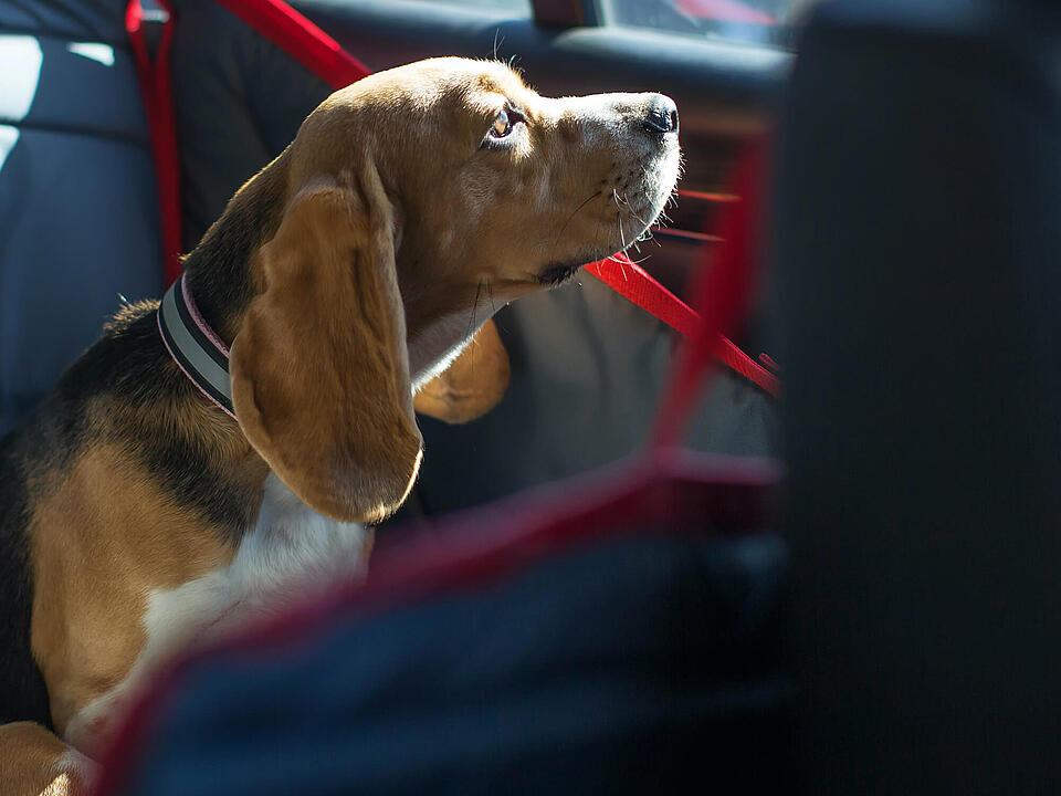 Hund im Auto lassen: Was Sie beachten sollten