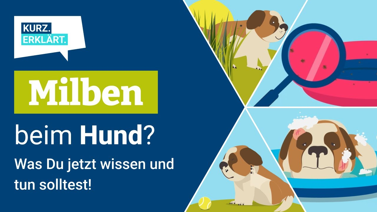 Milben beim Hund: Was Du jetzt wissen und tun solltest!