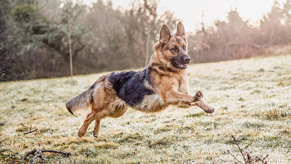 Deutscher Schäferhund