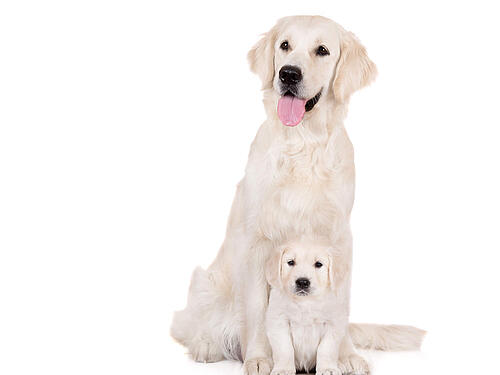 Golden Retriever Rassemerkmale Erziehung Pflege Ernahrung