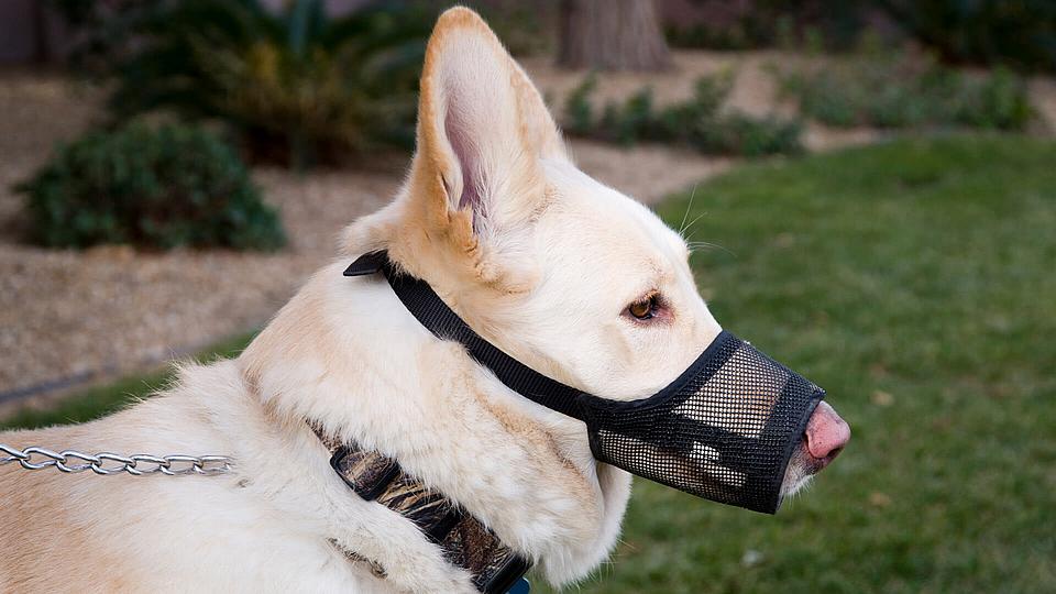 Nahaufnahme eines Hundes, der mit einem Maulkorb ausgestattet ist.