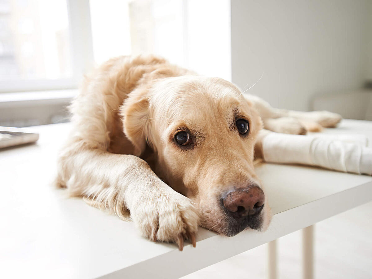 Arthrose beim Hund Symptome, Behandlung