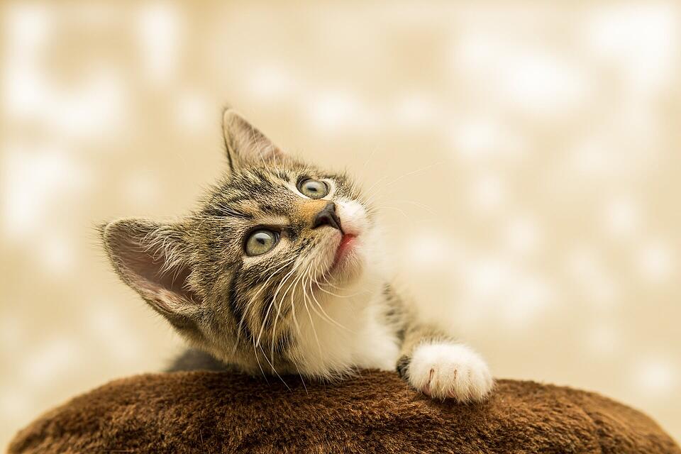 10 spannende Fakten über Katzen