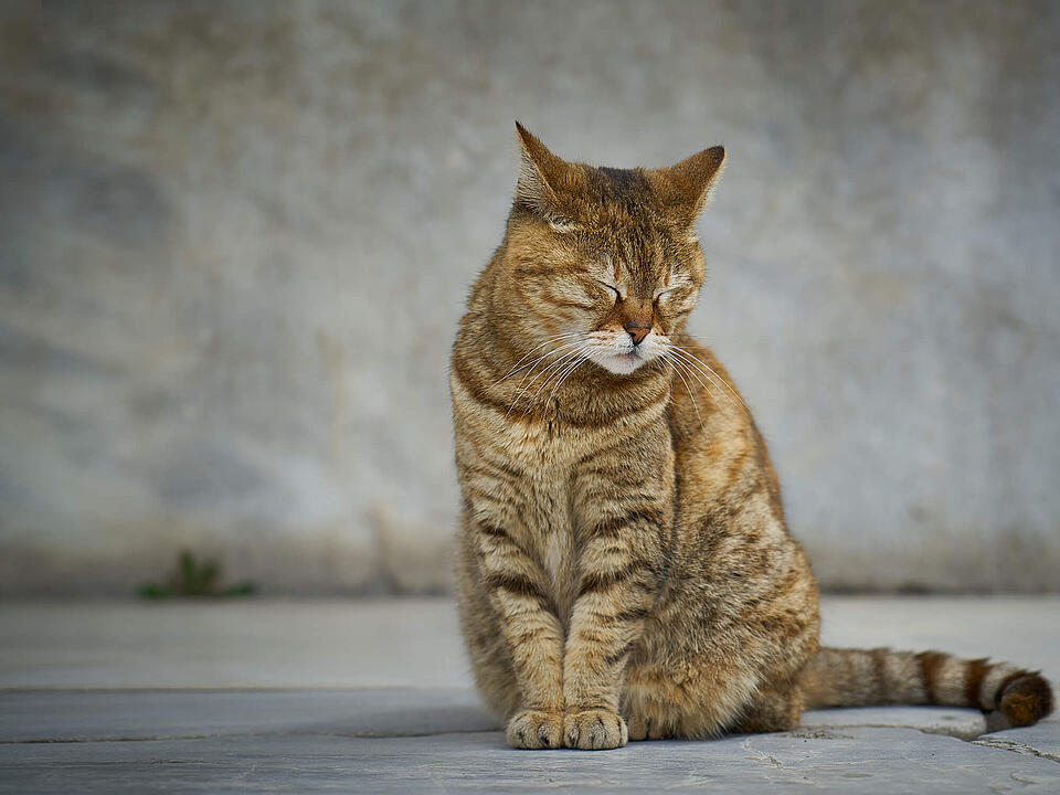 Katzenseuche, Katze