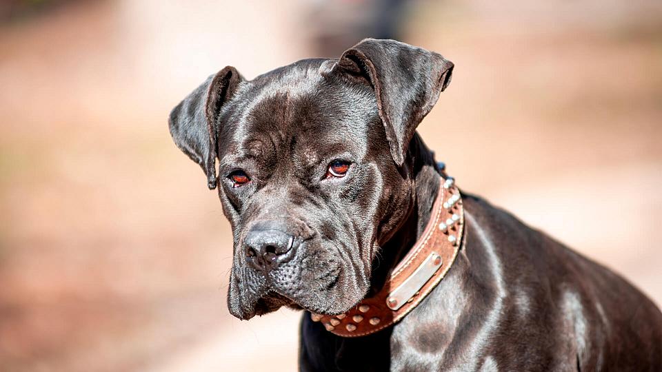 Cane Corso entspannt in der Sonne. 