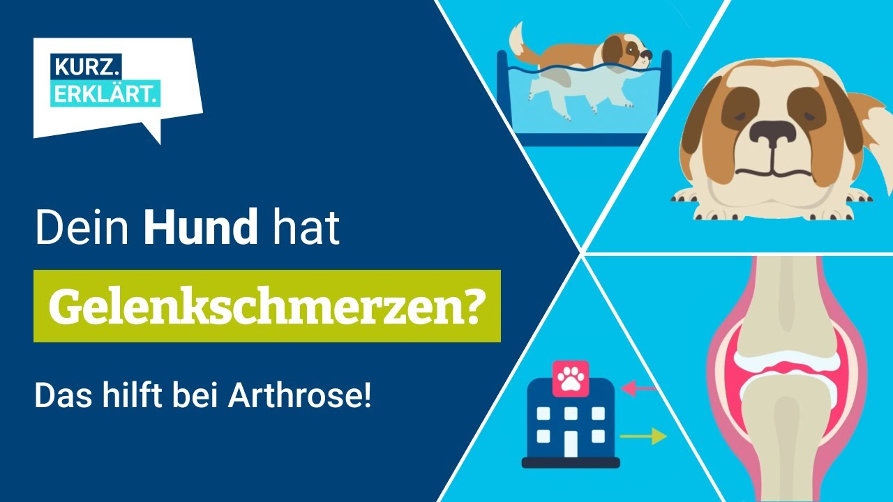 Fremtrædende klasselærer jeg er enig Arthrose beim Hund - Ursachen, Symptome, Behandlung