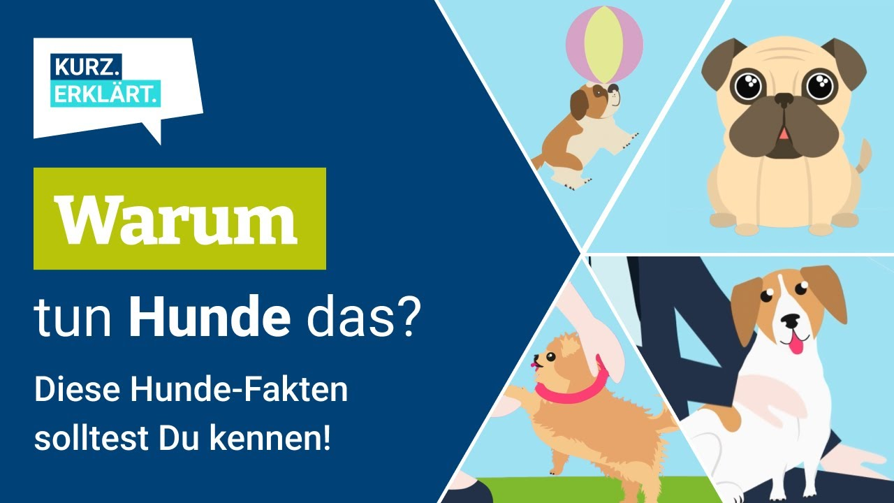 10 spannende Fakten über Hunde, die du kennen solltest - kurz erklärt!