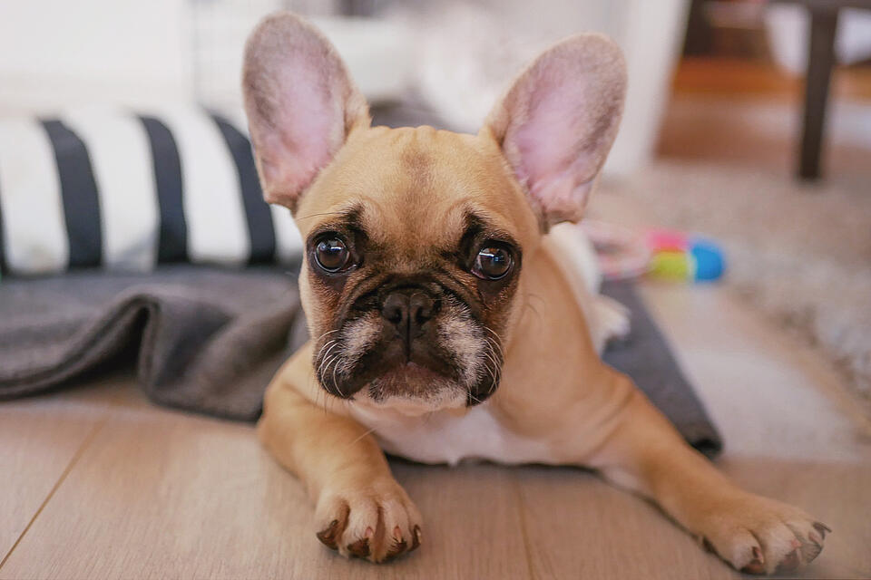 Französische Bulldogge: Rassenmerkmale, Erziehung und Pflege