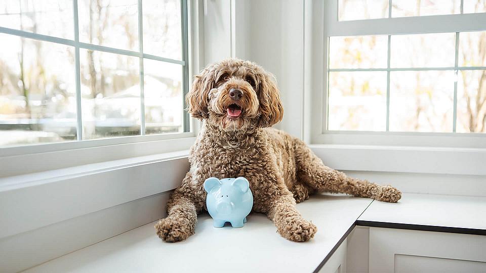 Hund liegt auf einer Fensterbank mit einem Sparschwein. 