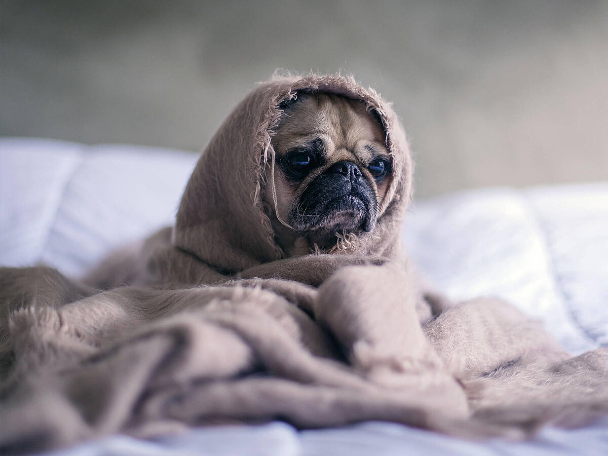 Zwingerhusten Hund: Symptome, Behandlung & Impfung