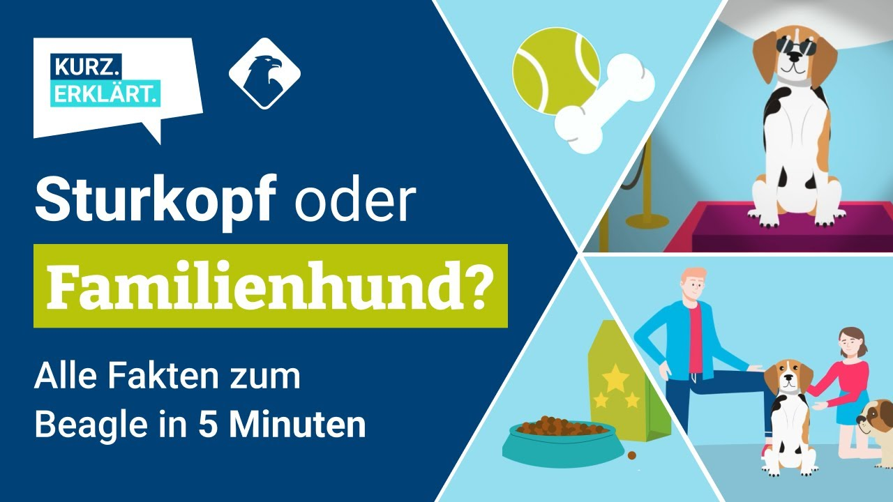Alle Fakten zum Beagle - kurz erklärt!