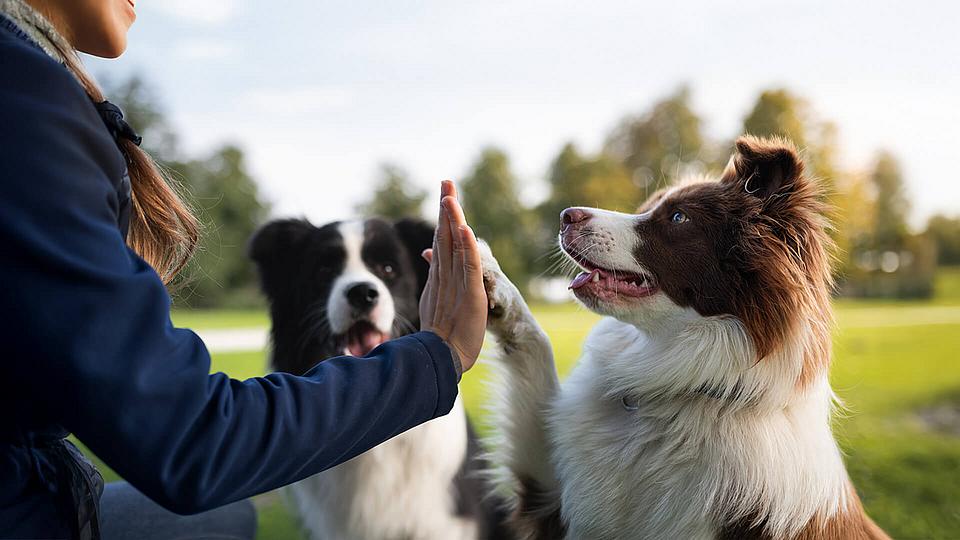 Border Collie gibt seiner Trainerin Pfötchen.