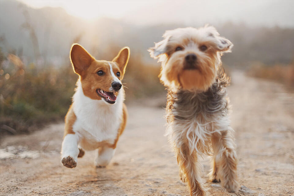 Tierschutz Hundeverordnung