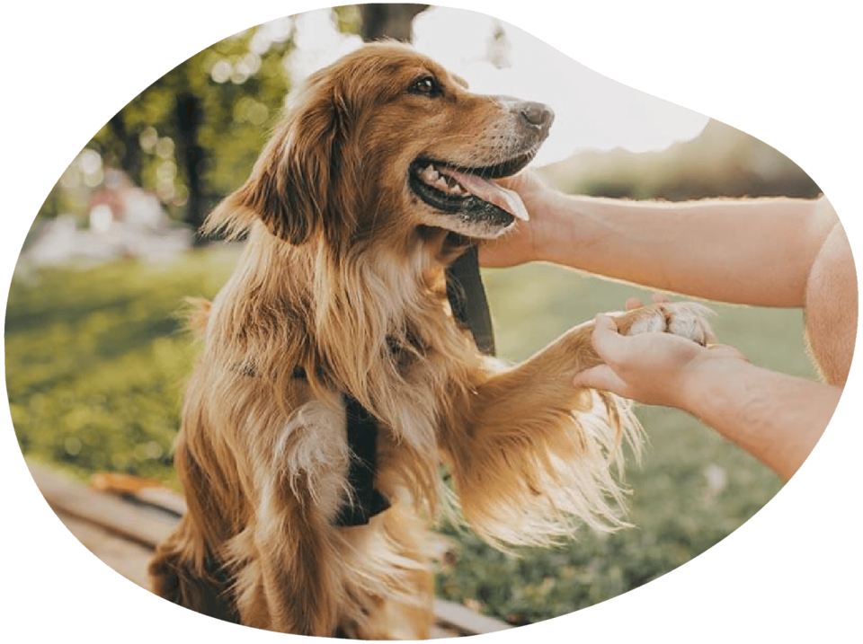 Ein Hund sitzt und gibt Pfötchen.