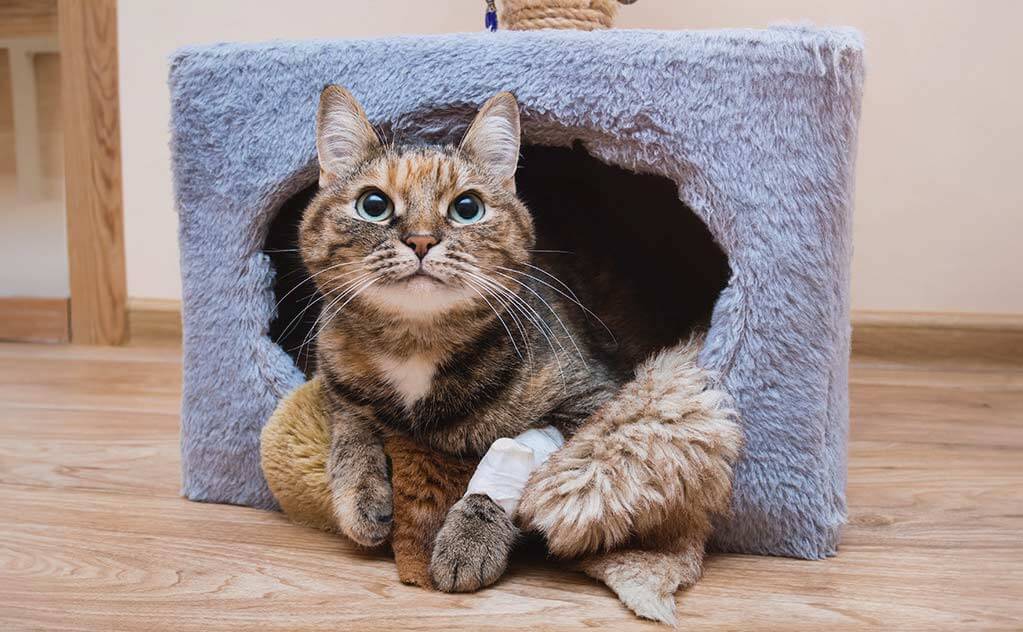 Katzen OP-Versicherung