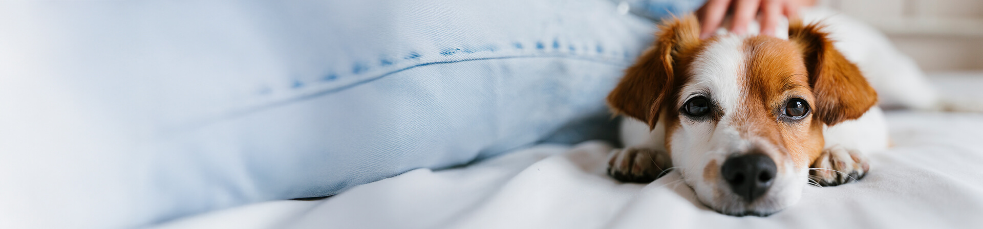 Hund wird gestreichelt und genießt es. Hund wird gestreichelt und genießt es.