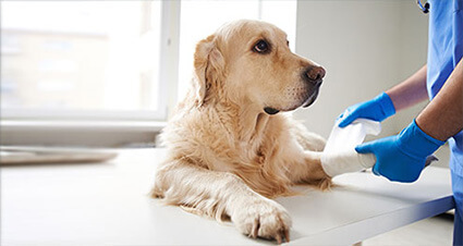 Forderungsausfalldeckung bei Hundehaftpflicht