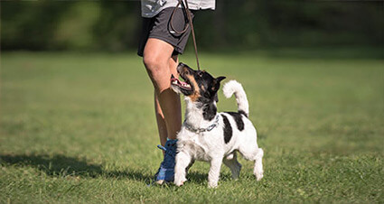 Hundehaftpflicht bei Hundeschule und Hundeveranstaltungen