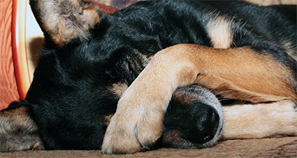 Mietsachschäden und Hundehaftpflicht Mietsachschäden und Hundehaftpflicht