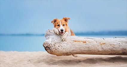 Hundehaftpflichtversicherung bei weltweitem Schutz und Auslandsreisen