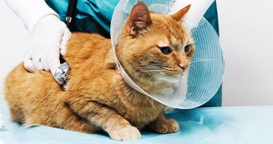 Ambulante Behandlungen bei Katzen