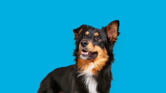 Hundehaftpflichtversicherung