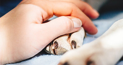 Notfallversorgung eines Hundes Notfallversorgung eines Hundes