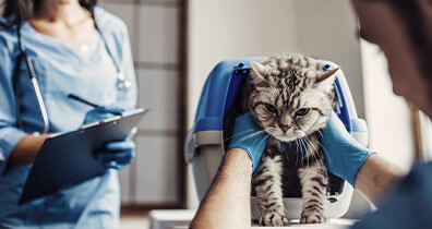 Operationen bei Katzen