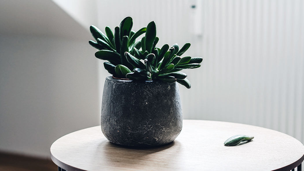 Zimmerpflanzen im Winter