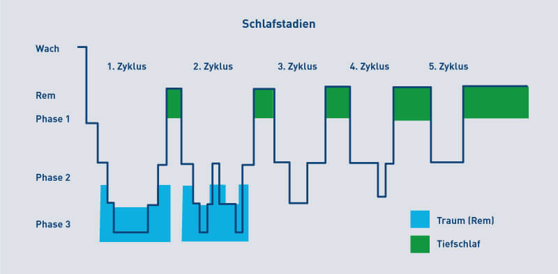 unterschiedliche Schalfstadien