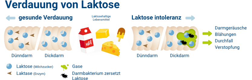 Verdauung von Laktose