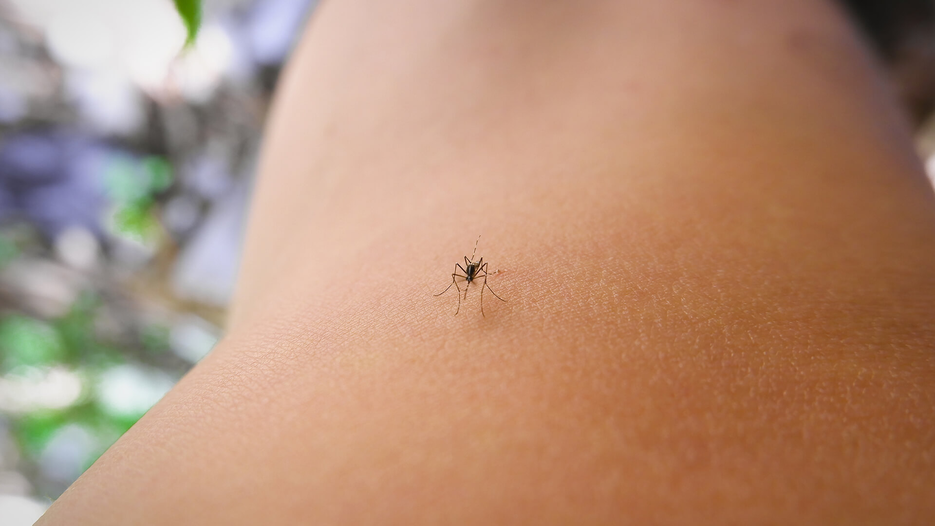 Mücke mit Zika Virus