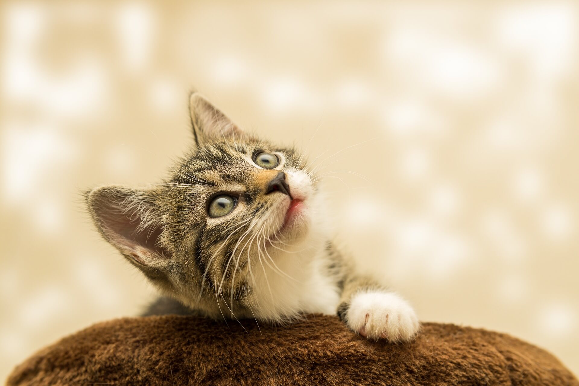 10 spannende Fakten über Katzen