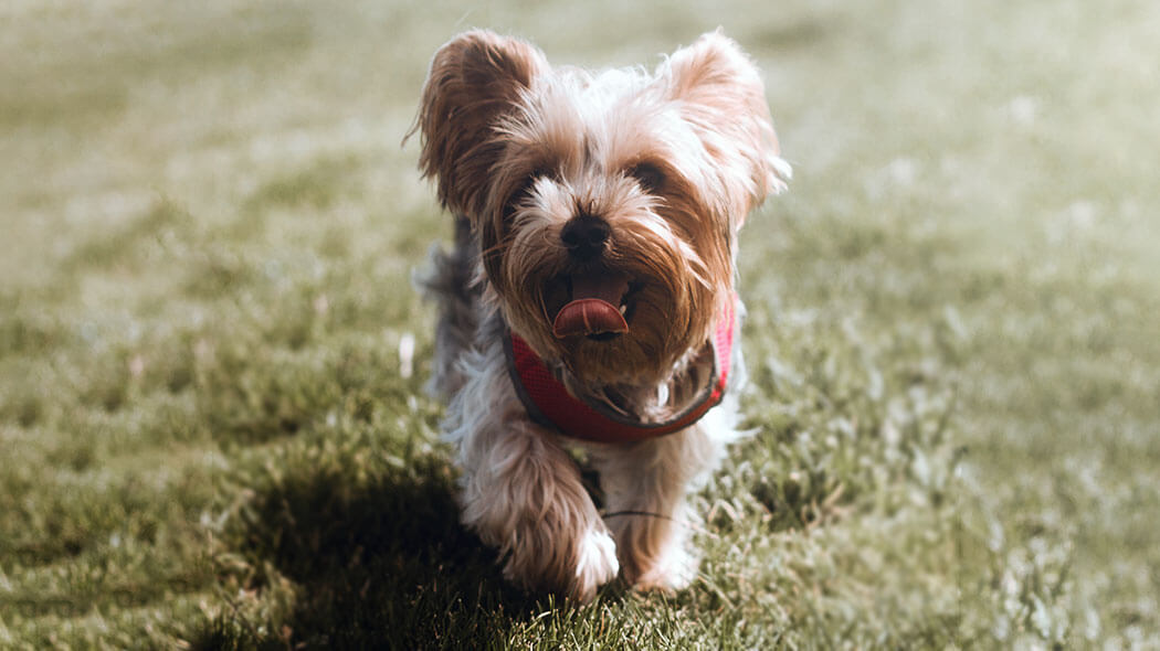 Hund frisst nicht wegen Hitze