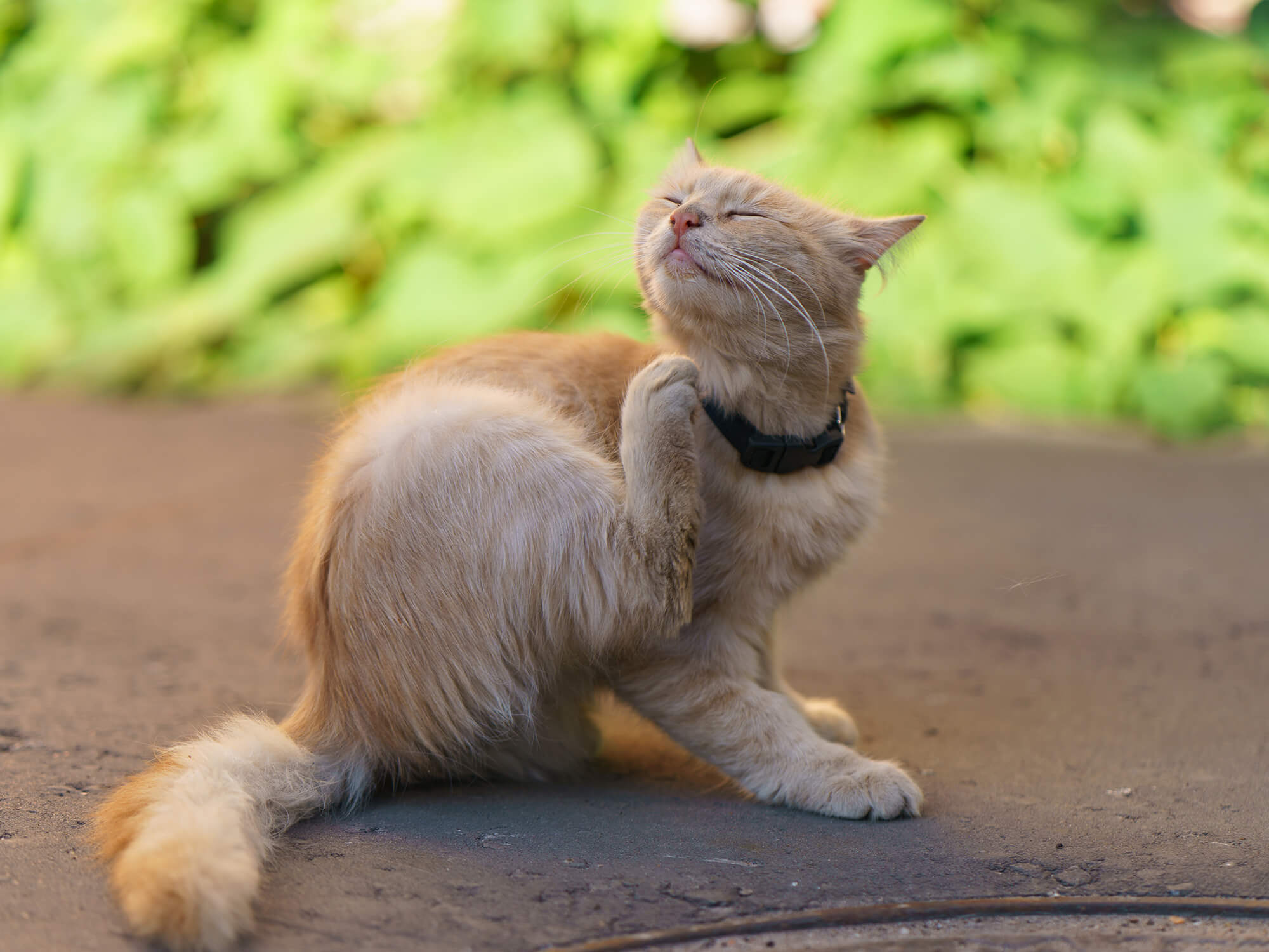 Milben bei Katzen Ursachen, Symptome, Behandlung