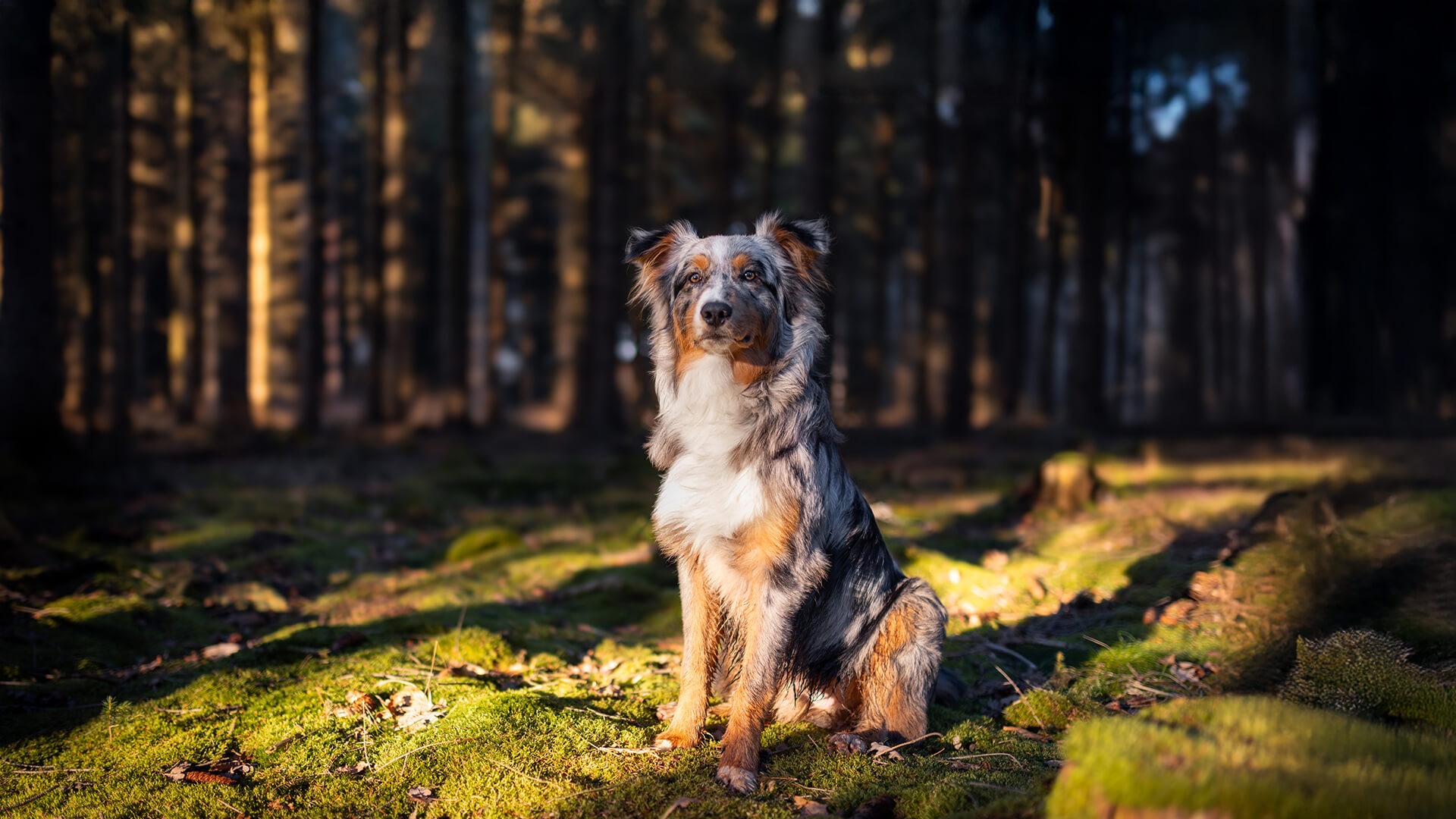 Glücklicher Australian Shepherd sitzt im Wald.